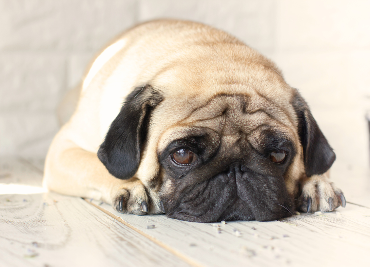 最期のお別れを心ゆくまで