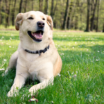 火葬したくない時の選択肢｜土葬・埋葬の注意点