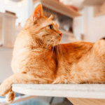 火葬後の喪失感と向き合うには